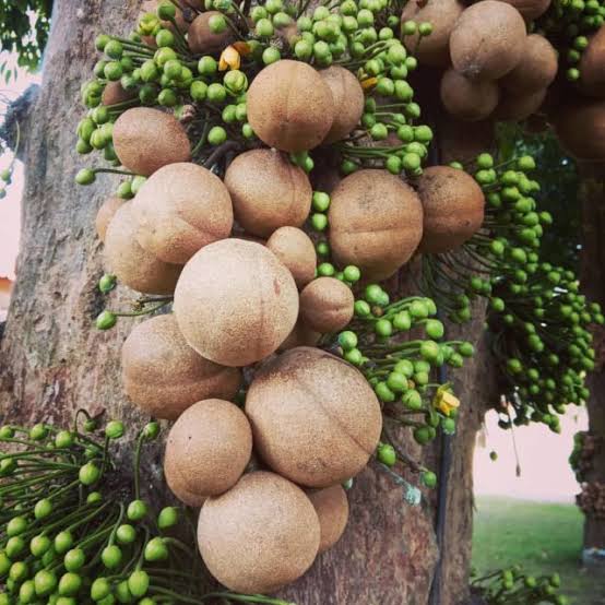 Pohon Buah Langka yang Jarang Ditemui, Namun Sangat Menyegarkan