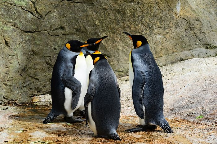 Fakta Menarik tentang Penguin yang Jarang Diketahui