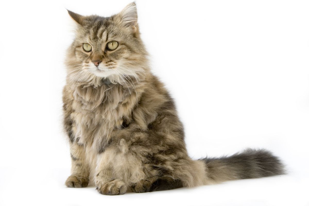 10 Jenis Kucing Paling Populer di Dunia: Dari Persia hingga Maine Coon